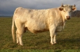 Charolais Entrecote